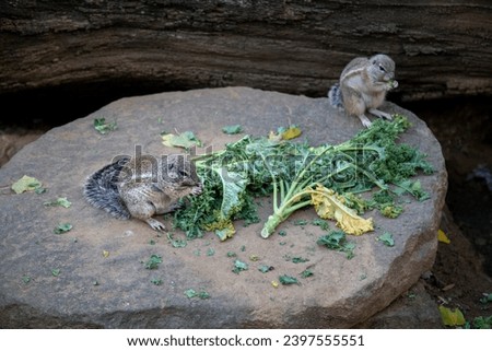 Double the delight! These Cape Ground Squirrels, enjoy a delectable feast as they eat together, showcasing their natural feeding behavior in Prague Zoo Royalty-Free Stock Photo #2397555551