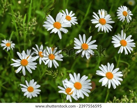Like a lot of little suns, daisies bloomed on a green grass carpet. A reminder of a carefree summer.