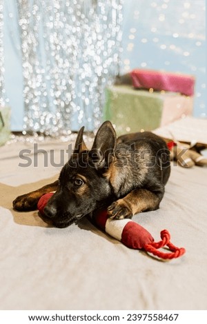 A little German Shepherd puppy is looking for his Christmas present. The dog rejoices at the gifts in a holiday box. The puppy takes out a gifted toy from a beautiful package. New Year's picture.