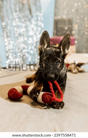 A little German Shepherd puppy is looking for his Christmas present. The dog rejoices at the gifts in a holiday box. The puppy takes out a gifted toy from a beautiful package. New Year's picture.