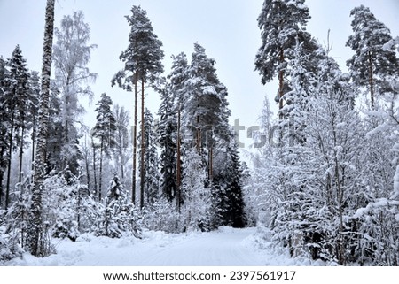 A road in a winter forest with trees and rad covered of white fluffy snow, selective focus. High quality photo Royalty-Free Stock Photo #2397561917