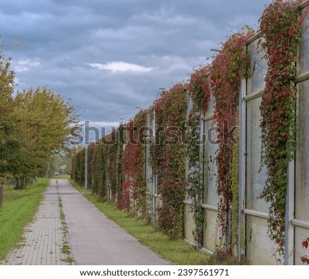 Sound-absorbing screens by the road, under a cloudy autumn sky.Plastic protective screens along the road covered with abundant wild vine with red autumn leaves on a cloudy autumn day. 
