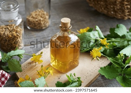 Tetterwort or greater celandine tincture in a glass bottle with fresh blooming plant Royalty-Free Stock Photo #2397571645