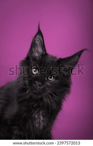 A fluffy black kitten with piercing yellow eyes poses gracefully on a purple background. cat in studio