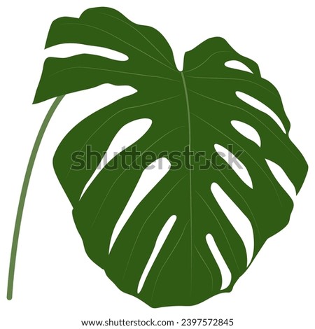 Green carved monstera leaf. Indoor exotic plant. Tropical leaf. Clip art on white background. Isolated element. Hand drawn vector illustration.