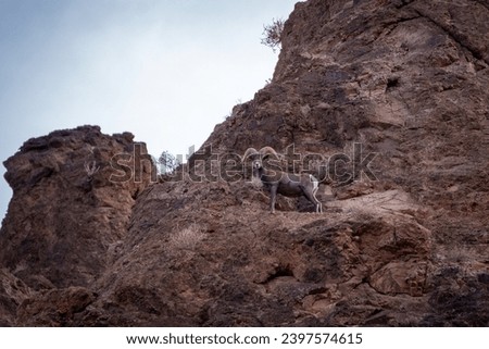 Bighorn Sheep in Northern Arizona. Located near Lake Mead, Hoover Dam on the Arizona Nevada border. Royalty-Free Stock Photo #2397574615