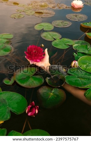 Blooming pink nymphaea bud in hand in the pond. Water lily flower in lake during summer