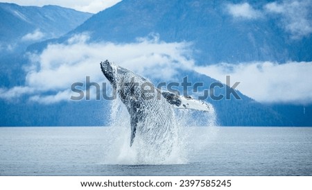 a humpback whale stunt jumping out of the water, mountains on the background Royalty-Free Stock Photo #2397585245