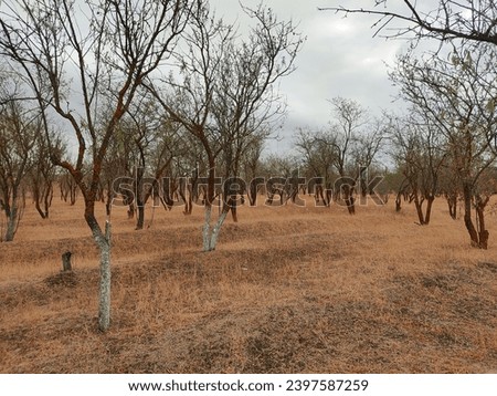 dried tree landscape in the autumn