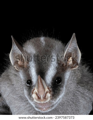 Gorgeous grey leaf-nosed vampire bat looks forward with a sharp close-up look