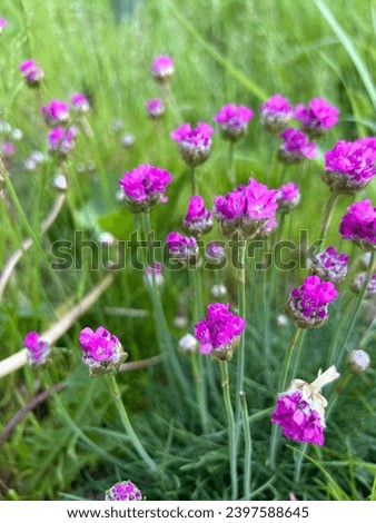 Summer, wild flowers, juicy greenery. Summer picture, pink wild flowers