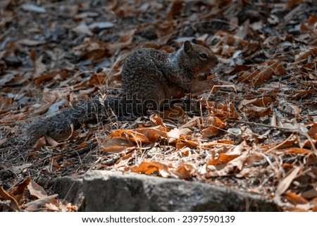 California Group Squirrel in Alum Rock Park