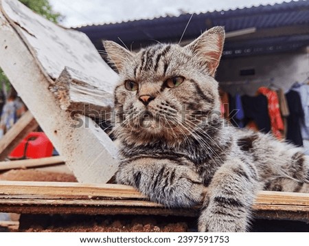 Photo of a cat resting on a wooden board with a cute face
