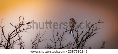blue bird in morning sunlight picturesque fairy tale 3440x1440 bluebird background desktop stunning winter branches warm sunlight beautiful picture yellow red sunrise avian small branches no leaves