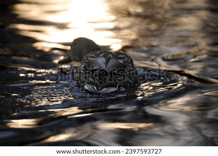 ducks on the lake 2023