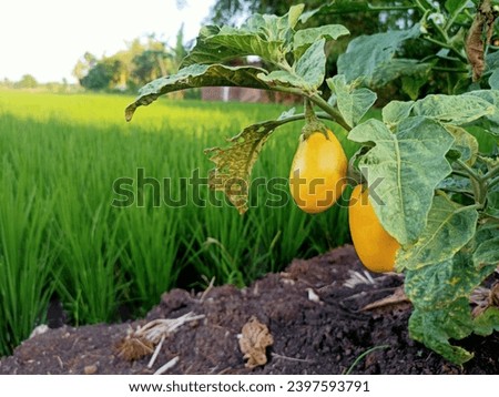 An enchanting photo captures a radiant yellow eggplant gleaming on its branch. The captivating golden hue radiates the flourishing essence of nature, creating a natural portrait teeming with life.