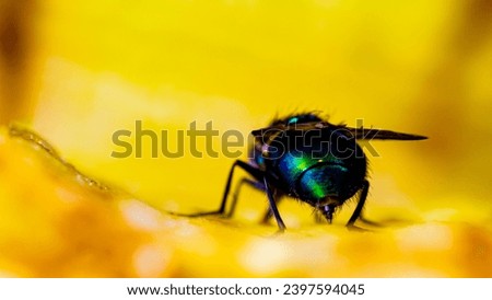 Lucilia caesar, green carrion fly, macro photo, fly on a banana Royalty-Free Stock Photo #2397594045