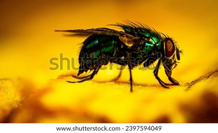 Lucilia caesar, green carrion fly, macro photo, fly on a banana Royalty-Free Stock Photo #2397594049