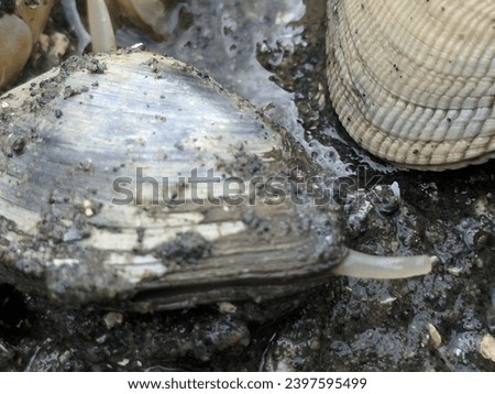 A little clam from the beach at Mud Bay in Puget Sound, Washington, USA. Royalty-Free Stock Photo #2397595499