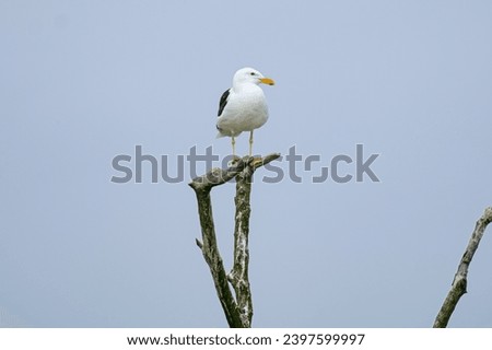 Crab-eating Gull resting on a dry tree stem