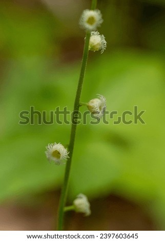 A macro image of the tiny fringed flowers of bishop's cap, Mitella diphylla, photographed in the white oak sinks in Great Smoky Mountain National Park. The snowflake like flowers bloom in spring. 