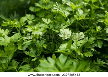 Parsley plants grow, top view. Background from green parsley leaves for publication, design, poster, calendar, post, screensaver, wallpaper, postcard, cover, website. High quality photography