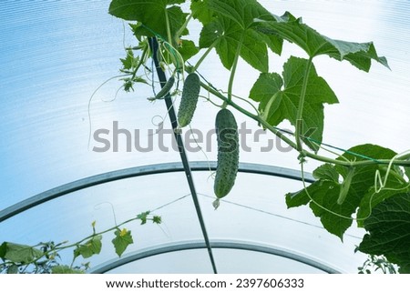 Green cucumbers growing in a greenhouse close-up. Cucumber plant background for publication, calendar, card, screensaver, wallpaper, poster, cover, website. High quality photography
