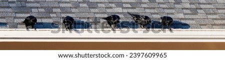 Crows perched on an asphalt shingle roof gutter, focused and intently looking down
