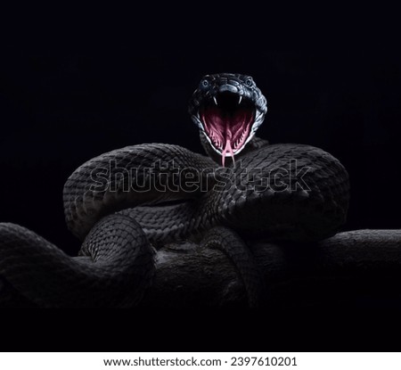 A magnificent aggressive black tree viper with an open sinister mouth sits wrapped around a tree trunk Royalty-Free Stock Photo #2397610201