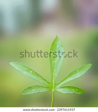 Wild sweet potato leaves with background blur