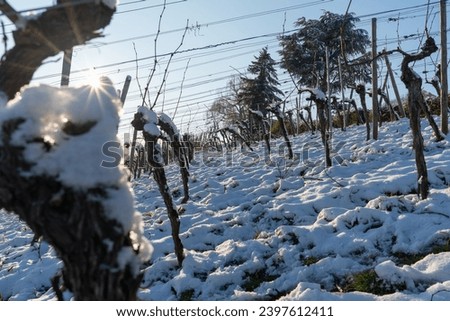 A snow-covered grape field. A vine covered with snow.