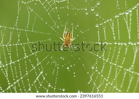 spider, small, tiny spider in its dewy nest on a green background