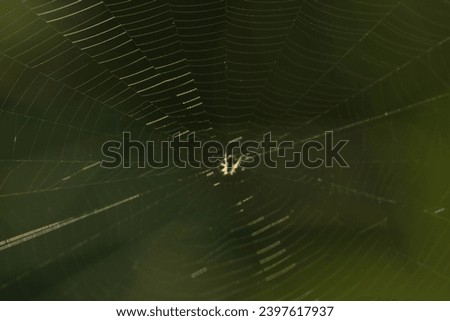 spider, small, small spider in its nest