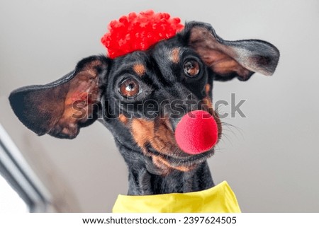 Head of dachshund dog in masquerade clown costume hangs over head with red nose, wig, frightening portrait view from below against background of ceiling April Fool Day hoax Annoying child pet wakes up