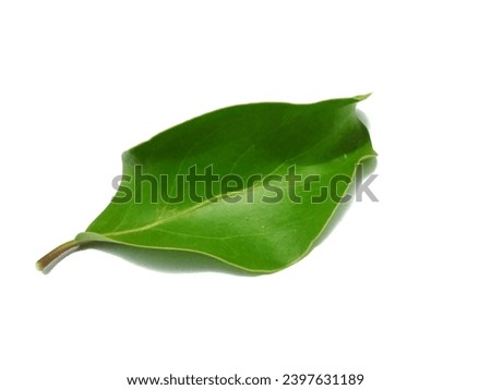 Photo with leaf objects with nice patterns
