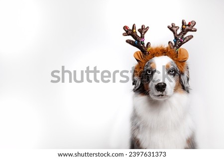 Adorable dog wearing reindeer antlers. Cute Festive Christmas Background featuring pet. 