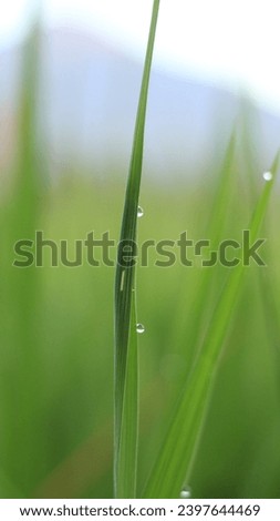 Stunning macro shot of rain-soaked rice leaves, showcasing a mesmerizing bokeh background. Enhancing aesthetics with water droplets. 