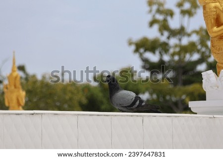 A gray dove stands on a wall outdoors.