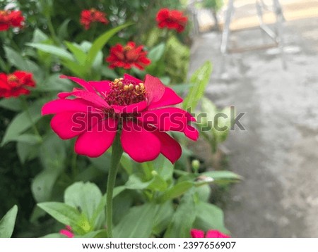 Closeup of red and white Zinnia flowers. Zinnia flowers in a garden in Indonesia