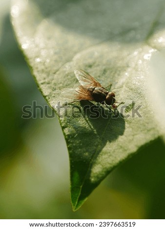 Different positions of flies that, in their quest for food, land on the twigs and leaves of bougainvillea flower trees
