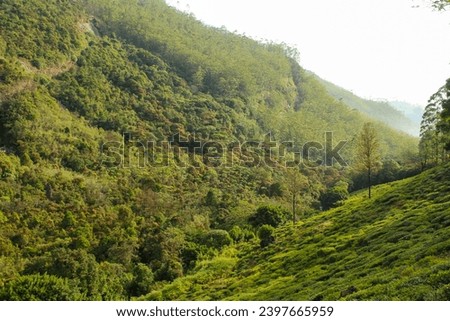 The tea plantations on the hills of Nuwara Elyia, Sri Lanka. Late evening landscape, copy space