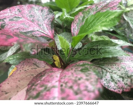Varigata hibiscus leaves with red and green colors make them attractive
