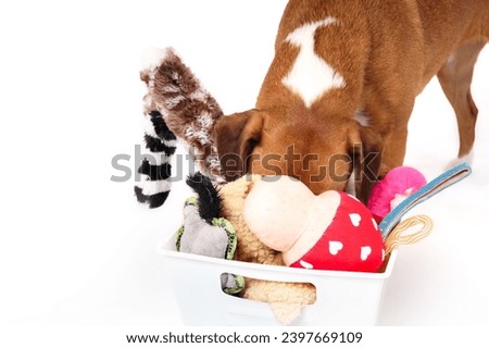 Dog looking for favorite toy with head in toy box. Dog toys in white storage container. Selection of plush and squeaky toys. Behavioral enrichment or exercise. Female Harrier mix. Selective focus. Royalty-Free Stock Photo #2397669109