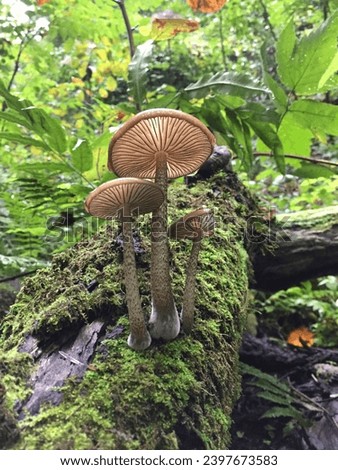 Natural beauty-beauty,edible mushrooms in the woods,Oudemansiella,natural mushroom,a picture of a wild mushroom,the rooting shank (hymenopellis radicata) is an edible mushroom,
