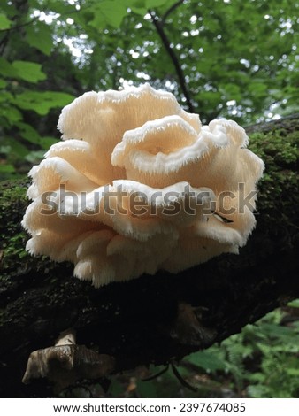 champignon,natural mushroom,wild mushroom,seta, hongo,Pretty mushroom picture,a picture of a wild mushroom,spirit,shiitake,
a beautiful mushroom,edible mushrooms,