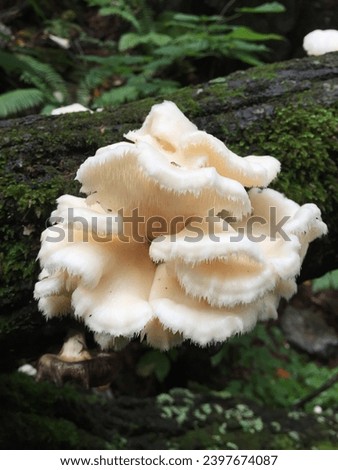 champignon,Natural beauty-beauty,edible mushrooms in the woods,Pretty mushroom picture,a picture of a wild mushroom,Beautiful mushrooms growing in the wild,Group of mushrooms,