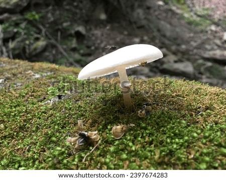 oudemansiella mucida,wild mushroom,natural mushroom,Pretty Mushroom Photography,a picture of a wild mushroom,spirit, mushrooms, food, wild mushroom,Beautiful mushrooms growing in the wild.
