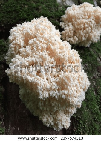 champignon,seta, hongo,Pretty mushroom picture,a picture of a wild mushroom,spirit, mushrooms, food, background,Hericium coralloides