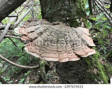 champignon,seta, hongo,Pretty mushroom picture,a picture of a wild mushroom,spirit, mushrooms, food, background, close,edible mushrooms