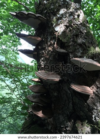 champignon,seta, hongo,Pretty mushroom picture,a picture of a wild mushroom,spirit, mushrooms, food, background, close